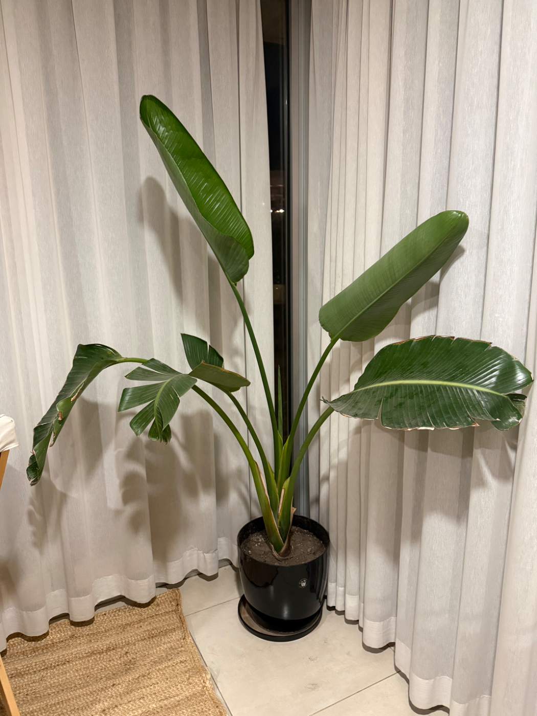 Hermosa planta 