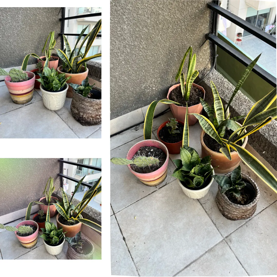 Lote de Plantas de Exterior/Balcón